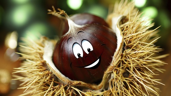 Die Esskastanie im Exklusiv- Interview