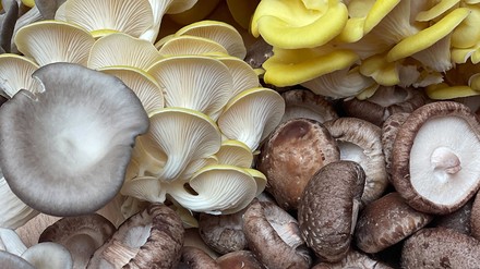 Gourmetpilze aus Deutschland Gourmetpilze aus Deutschland
