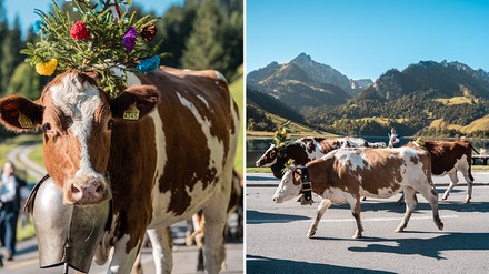 Almabtrieb Kühe werden von der Alm geholt, der Almabtrieb