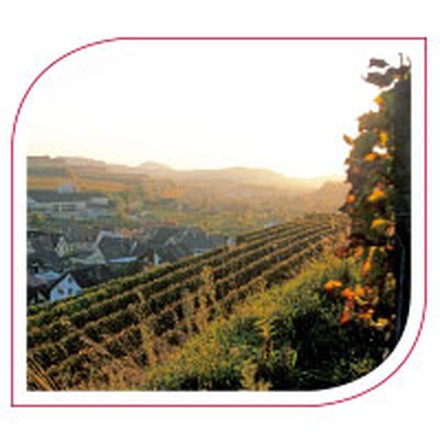 Badischer Wein