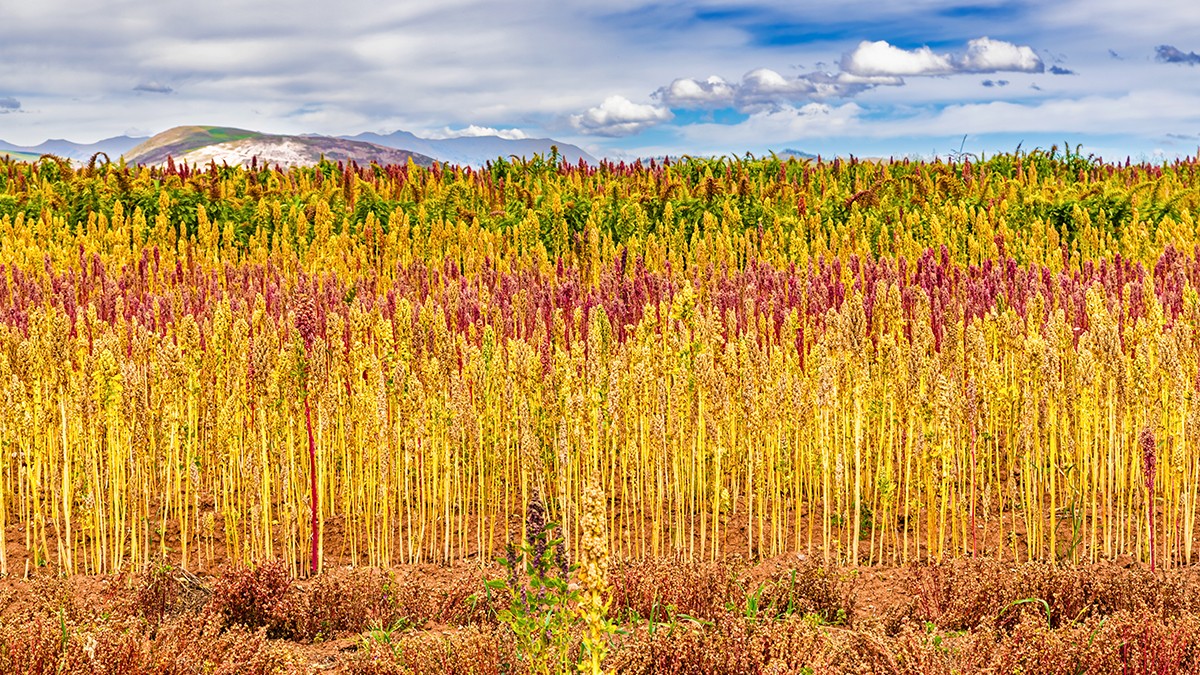 Foto: Marek/stock.adobe Quinota