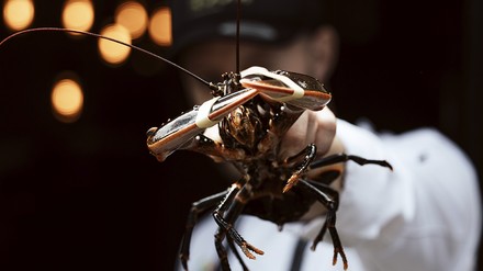 Koch hält Hummer Koch hält Hummer