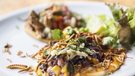 Tacos mit Mehlwürmern Tacos mit Mehlwürmern