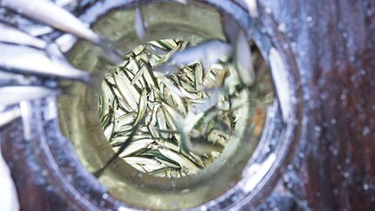 Fisch Matjes
