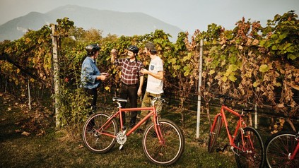 Radfahrer vor einem Weinberg im Herbst