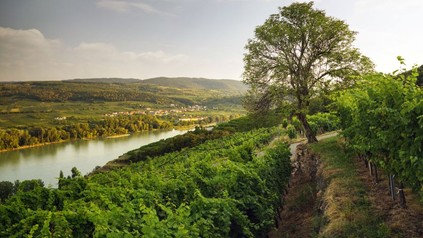 Weinberg im Kremstal