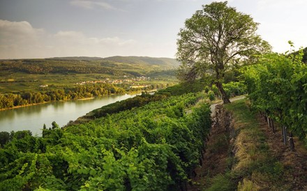 Weinberg im Kremstal