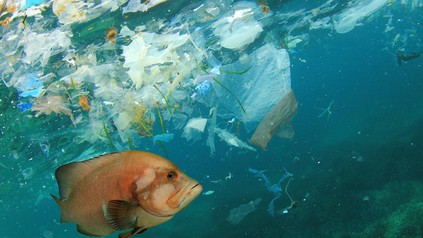 Plastikabfall und Fisch im Meer