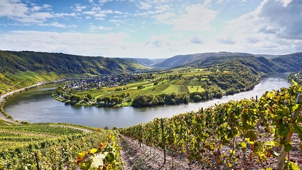 Moselschlefe mit Weinbergen