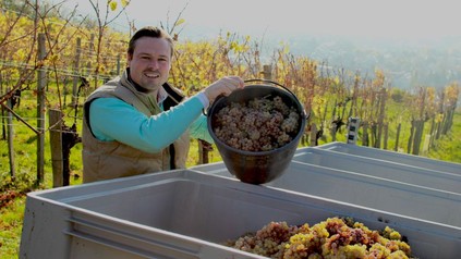 Weinlese im Weingut Mayer am Pfarrplatz