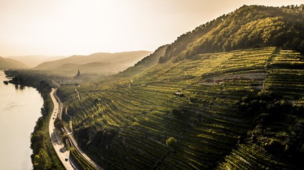 Wachauer Weingärten am Donauufer