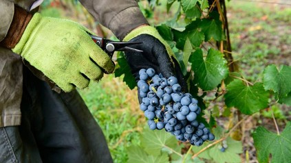 Erste Bilanz der Weinlese 2017: Geringe Menge, gute Qualität. (Foto: © Studio Gi/fotolia)