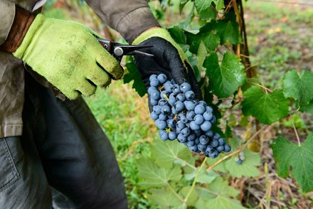Erste Bilanz der Weinlese 2017: Geringe Menge, gute Qualität. (Foto: © Studio Gi/fotolia)