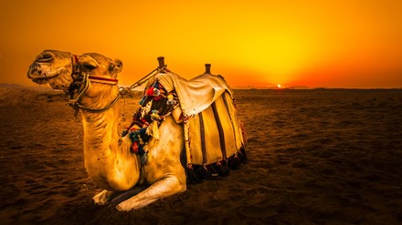 Ein Kamel in Ägypten