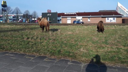 Zwei Kamele vor einer Wiese vor einem McDonald`s Restaurant