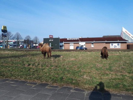 Zwei Kamele vor einer Wiese vor einem McDonald`s Restaurant
