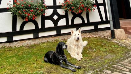 Hunde willkommen