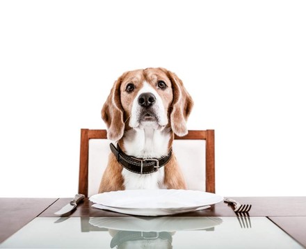 Österreichischer Obmann Pulker unterstützt Hundeverbot. (Foto: Soloviova Liudmyla/fotolia)