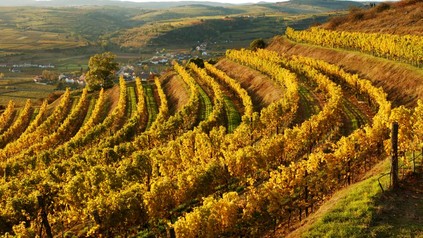 Weingarten im Herbst