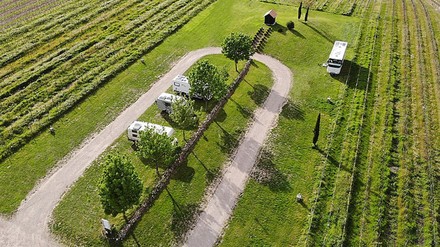 Campingplatz zwischen Weinreben