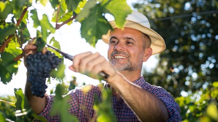 Ein Winzer