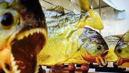 Mehrere Piranhas