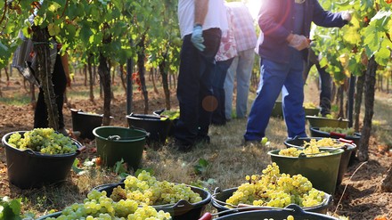 Traubenernte