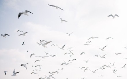 Eine Gruppe Möwen im Wind