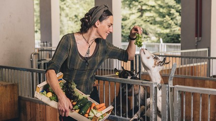 Mini-Ziegen in „Sigis Sauhaufen“ des Klosterbräu & Spa
