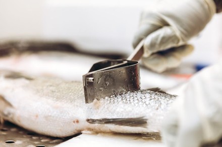 Eine Person beim Schuppen eines Fisches