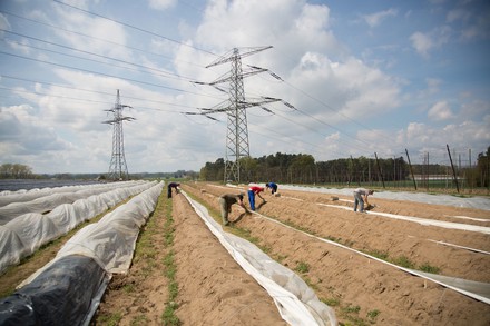 Einige Spargelstecher bei der Arbeit auf dem Feld