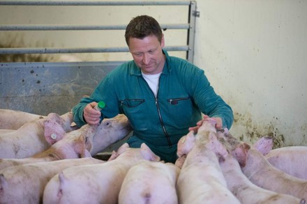 Stefan John sitzt zwischen seinen Schweinen