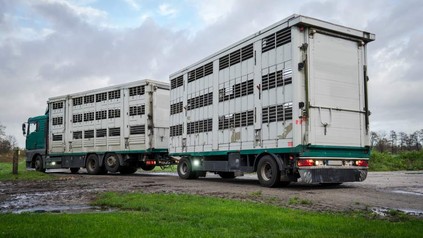 Ein Lastwagen mit zwei Anhängern in denen Tiere transportiert werden