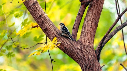 Koncept Hotels überraschen Anrufer mit Bird-Quiz.