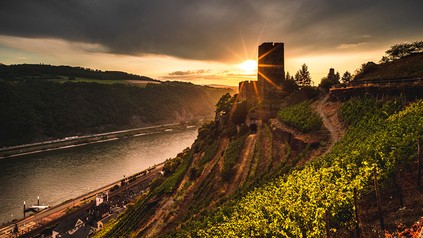Ein Weinberg bei Sonnenuntergang