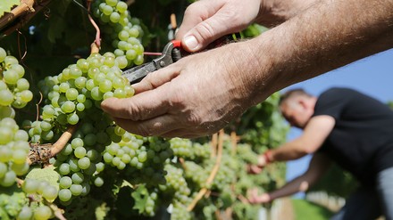Weinlese im Weinberg