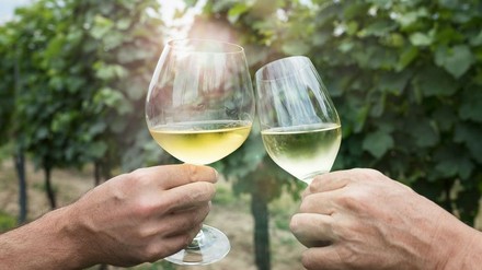 2 Weißweingläser beim Anstoßen in einem Weingarten