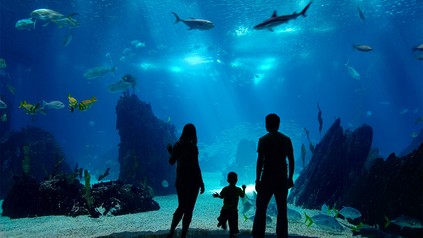 Riesenaquarium