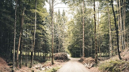 Ein Waldweg.
