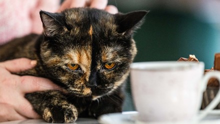 Katze "Elfriede" lässt sich streicheln.