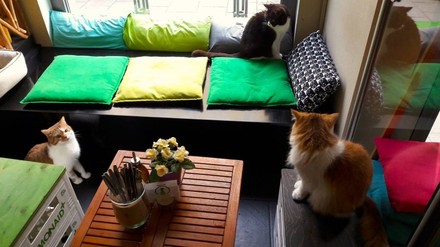 Drei Katzen in Zimmer