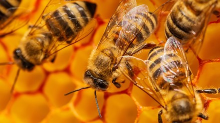 Bienen tummeln sich auf der Honigwabe. (Foto: © nedomacki/stock.adobe.com) Bienen tummeln sich auf der Honigwabe.