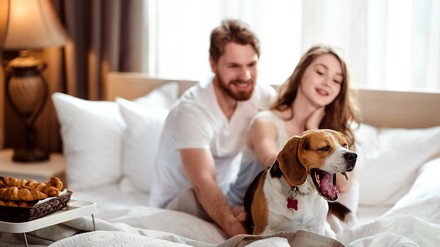 Ein hundefreundliches Hotel zu finden ist manchmal gar nicht so leicht. Wer den hundehotel.info Award kennt, findet schnell die richtige Bleibe. (Foto: © jpleskachevskaia/stock.adobe.com) Ein hundefreundliches Hotel zu finden ist manchmal gar nicht so leicht. Wer den hundehotel.info Award kennt, findet schnell die richtige Bleibe