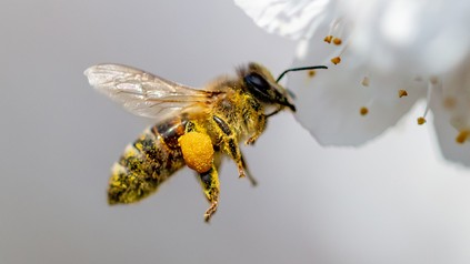 Bienen tragen einen großen Teil zum Erhalt der biologischen Vielfalt und damit zu einem funktionierenden Ökosystem bei.