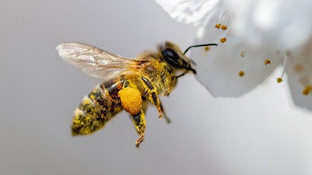 Bienen tragen einen großen Teil zum Erhalt der biologischen Vielfalt und damit zu einem funktionierenden Ökosystem bei. (Foto: © schankz/stock.adobe.com) Bienen tragen einen großen Teil zum Erhalt der biologischen Vielfalt und damit zu einem funktionierenden Ökosystem bei.
