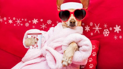 Hund mit Bademantel, Nikolausmütze, Sonnenbrille und Kaffeetasse