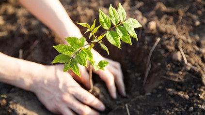 Baum einpflanzen