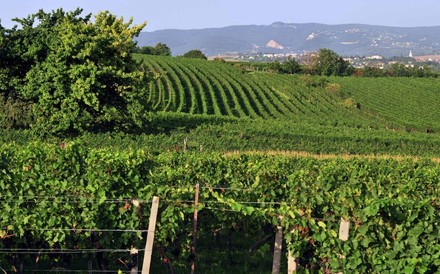 Ein Weingarten im DAC-Gebiet Rosalia