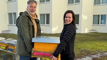 Bienen bei Arcotel