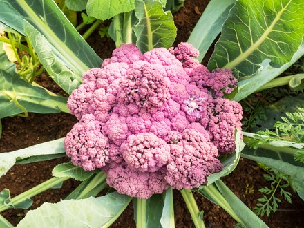 Rosa Blumenkohl